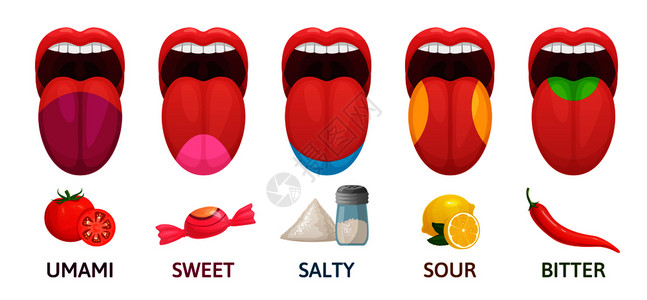 糖苦和咸的口味番茄和酸的口味受体图5种口舌味有品的gusto区图药物卡通矢量图舌口味地区甜苦和咸的口味番茄和酸的口受体图番茄和酸图片
