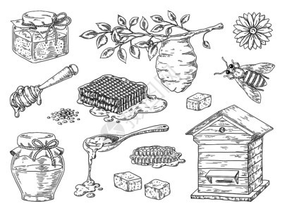 传统蜜蜂窝和罐草图元素面粉花和蜜蜂wax病媒有机甜蜜产品手工提取蜂蜜传统窝和罐草料元素面粉花和蜜罐草图元素病媒有机蜂产品图片