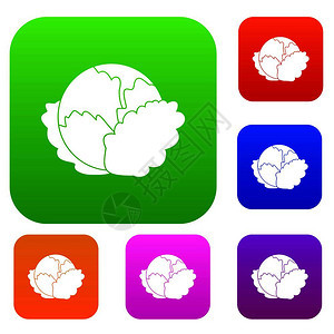不同颜色孤立矢量插图中的白菜标溢价收集卷心菜图片