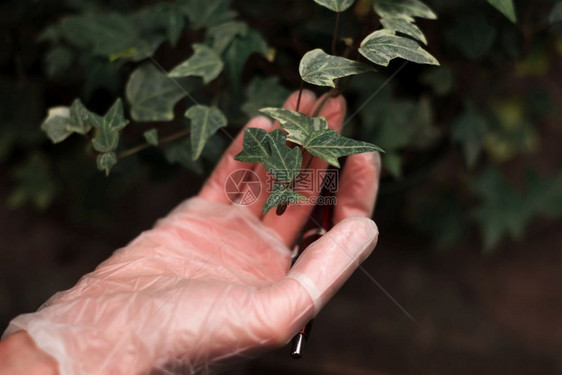 种植植物图片