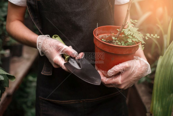 种植植物图片