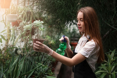 女园丁在温室的花朵上洒水图片