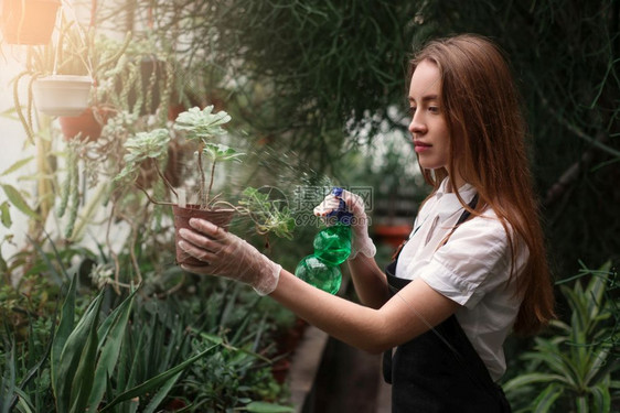 女园丁在温室的花朵上洒水图片