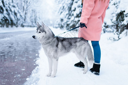 下雪的冬天年轻女子带着狗狗在公园散步图片