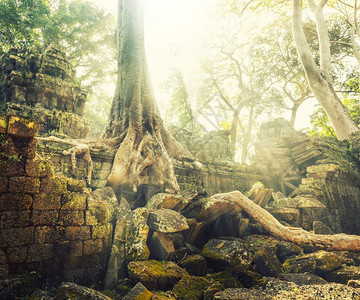 古寺庙遗骨的热带树根图片