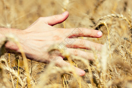 人手触摸田间小麦锥人手触摸田间小麦锥图片