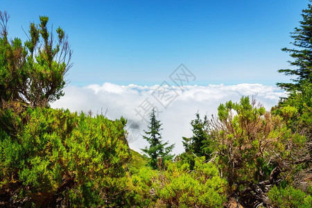 近距离的绿色森林和山agains天空在葡萄牙马德拉山图片