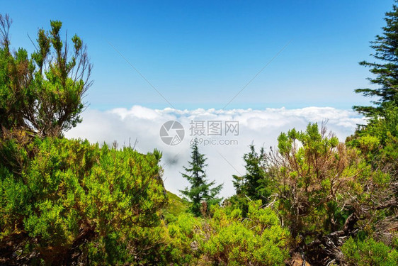 近距离的绿色森林和山agains天空在葡萄牙马德拉山图片