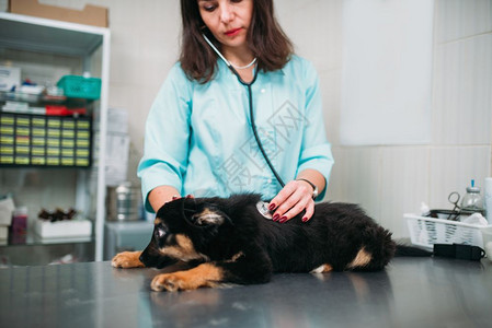 兽医治疗一只生病的狗图片