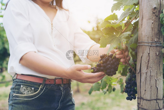 葡萄园女工在中检查酒酿和工人概念葡萄园中阳光明媚的日子图片