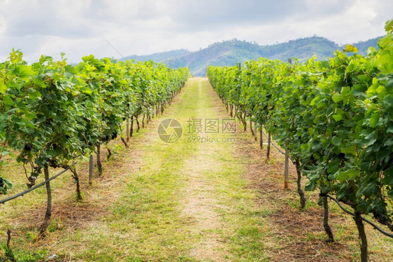 葡萄园通道和山地背景葡萄园概念山上的葡萄园景观浅的田地图片