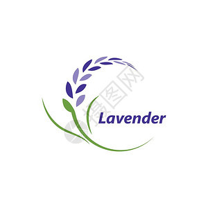 lavendr花朵矢量插图设计模板图片