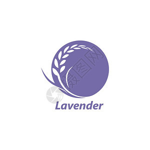 lavendr花朵矢量插图设计模板图片