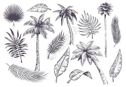 手绘热带棕榈树图片