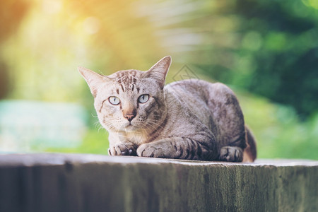 灰色条纹猫在看镜头图片