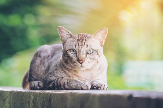 灰色条纹猫在看镜头图片