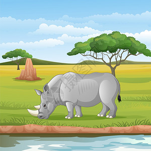 稀树草原上的非洲犀牛图片