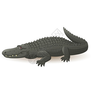 尼罗河坐垫白色背景上孤立的卡通灰色鳄鱼插画