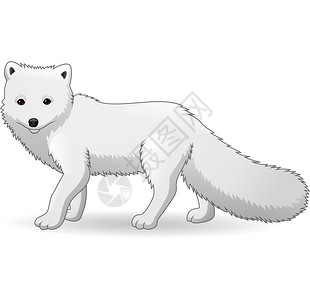 雪被下古莲在白色背景中被孤立的漫画北极狐插画