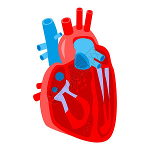 人类心脏部位图标用于孤立白色背景的网络设计人类心脏向量部分图标的等度人类心脏部位图标等量样式图片