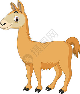 牧羊犬羊白色背景的卡通马拉设计图片