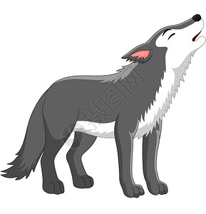 自然 人白色背景的卡通野狼咆哮插画