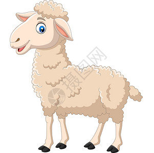 巴赛罗那卡通喜羊羔孤立在白色背景上设计图片