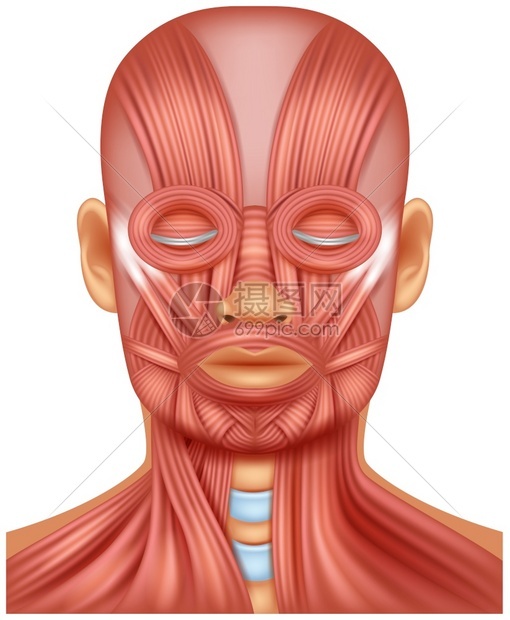 人头肌肉插图图片