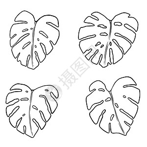 黑白线稿叶子插图图片