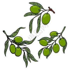 橄榄剪影古董风格橄榄枝插图海报卡片横幅徽章t衬衣的设计元素矢量