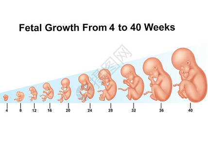 4至0周的胎儿发育4至0周图片