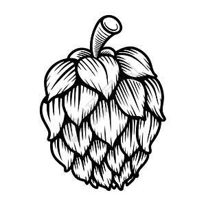 插画  |啤酒花矢量插图设计元素