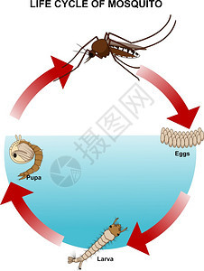 蚊虫生命周期背景图片