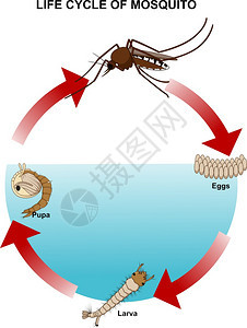 蚊虫生命周期图片