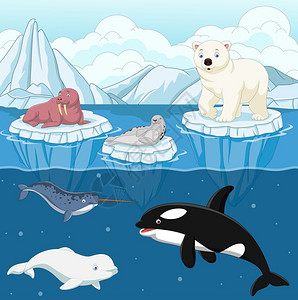 北极动物北极星海象虎鲸图片