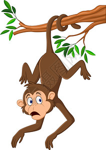 猴子挂在树枝上图片