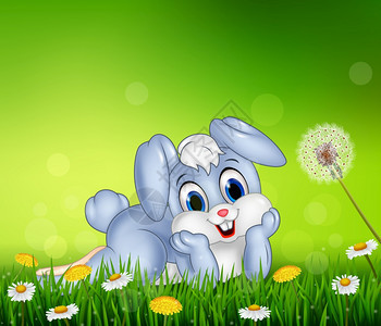 草原上可爱的小兔子图片