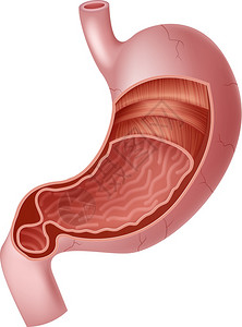 人体内胃解剖插图图片