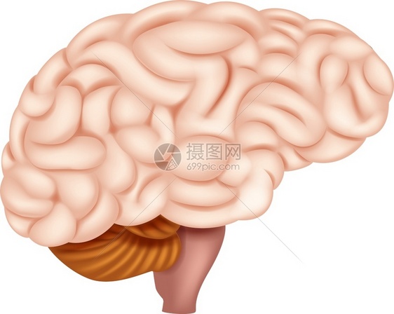 人体大脑解剖学图片