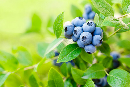 树枝上蓝莓新鲜的浆果图片
