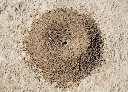 土壤中蚂蚁退的近图像图片