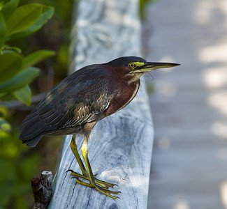 湿地动物园中的鸟图片