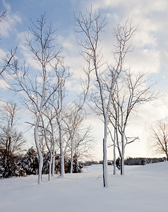 冬天的雪花覆盖在树木的全身图片