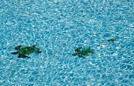 有波纹的蓝色游泳池和地板上三张土龟形状图片