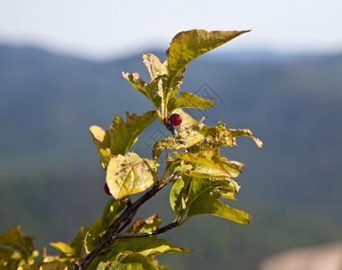 小灌木和红莓仰望着雪南多亚的山谷爬上一块旧布图片
