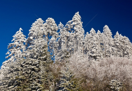 积雪覆盖的松树图片
