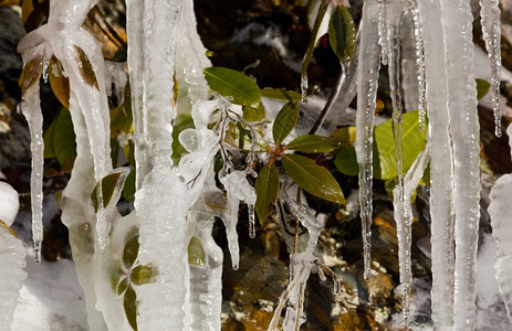 在烟雾缭绕的山上著名的哭墙上的冰柱冻结在岩石表面新的叶子冻结在冰里图片