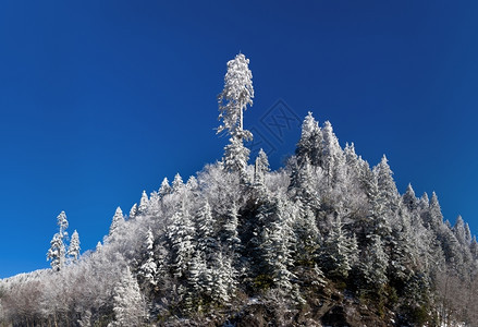 春初积雪覆盖的松树或的著名烟雾山景图片