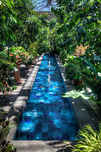 在一个温室或中在明亮的植物和花朵中蓝泳池和花朵图片