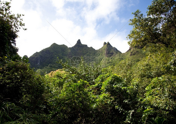 在Kaui的重山顶上被红树包围图片